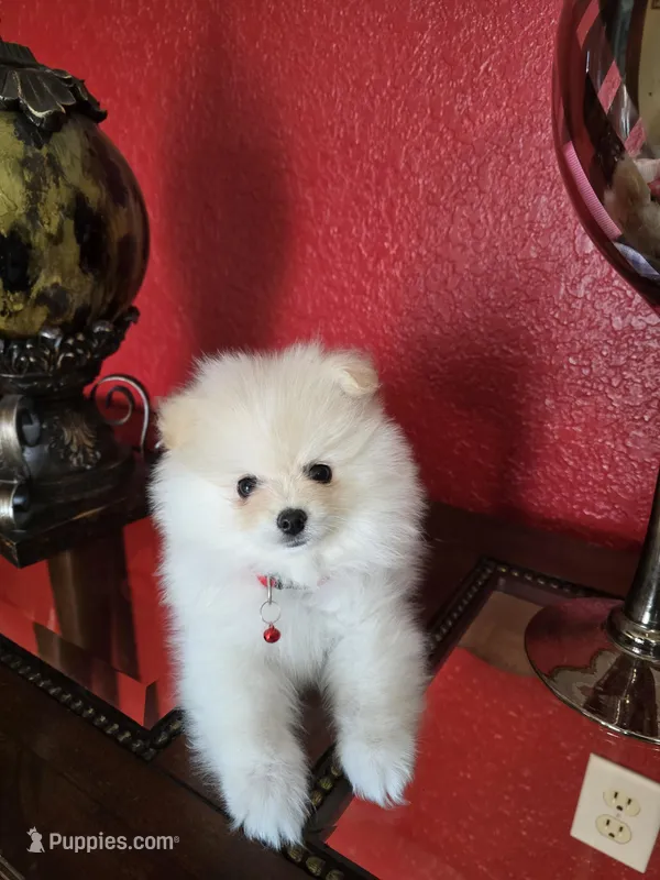 POMERANIAN  TEDDY, a male Pomeranian for sale in Sebring, FL – Photo 1 of 2