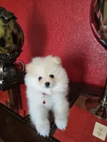 POMERANIAN  TEDDY, a male Pomeranian for sale in Sebring, FL – Photo 1 of 2