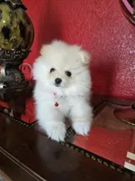 POMERANIAN  TEDDY, a male Pomeranian for sale in Sebring, FL – Photo 2 of 2