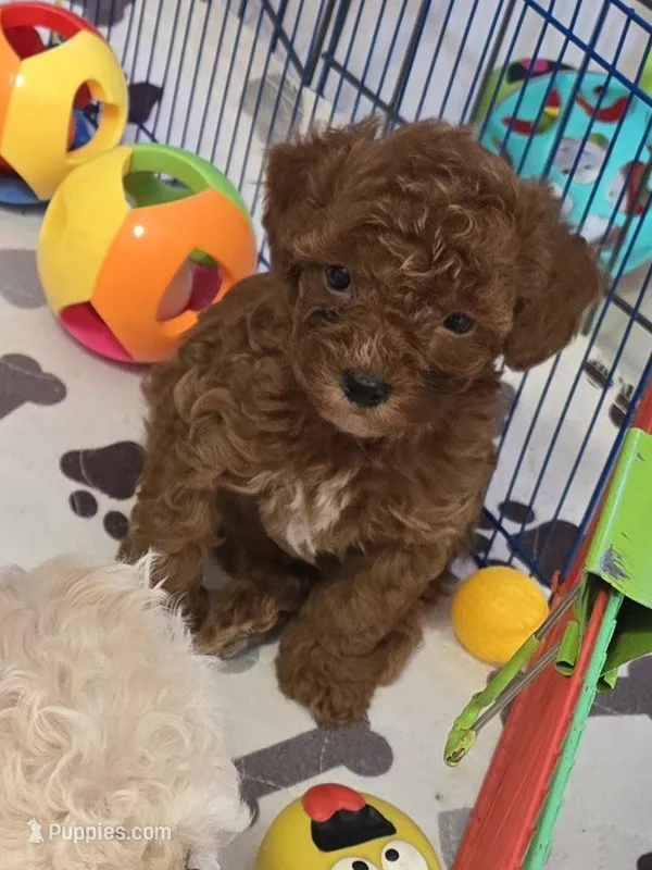 TOY POODLE RED