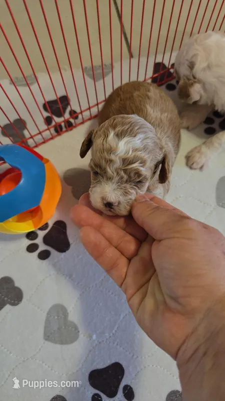 TOY POODLE  MALE – Poodle - Toy  puppy for sale in Sebring, FL