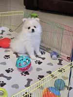 POMERANIAN  TEDDY BEAR FACE, a male Pomeranian for sale in Sebring, FL – 2 of 3
