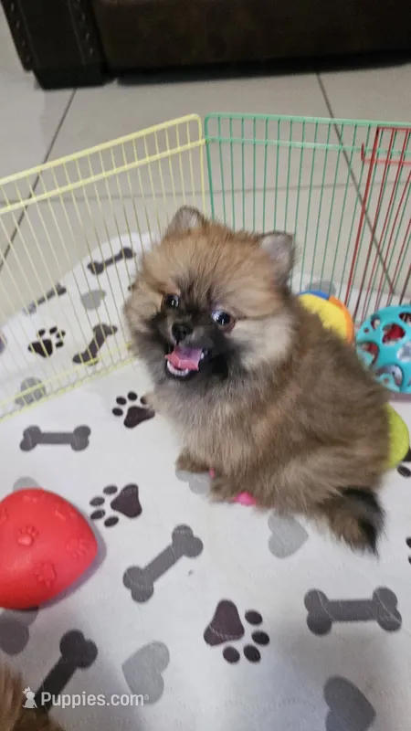 POMERANIAN BOY  – Pomeranian puppy for sale in Sebring, FL