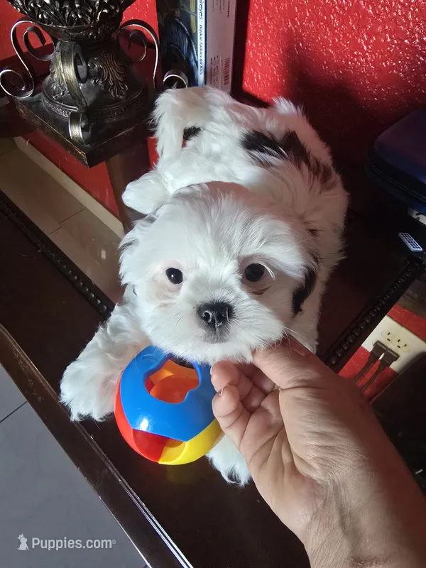 SHITZU MALE  – Shih Tzu puppy for sale in Sebring, FL