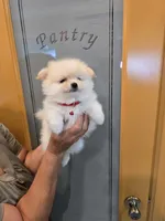 POMERANIAN  TEDDY BEAR FACE, a male Pomeranian for sale in Sebring, FL – 3 of 3