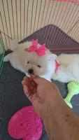 POMERANIAN  TEDDY BEAR FACE, a female Pomeranian for sale in Sebring, FL – 2 of 3