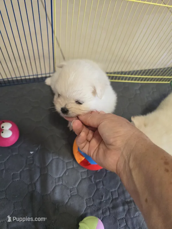 POMERANIAN  TEDDY BEAR FACE – Pomeranian puppy for sale in Sebring, FL