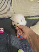 POMERANIAN  TEDDY BEAR FACE, a male Pomeranian for sale in Sebring, FL – 1 of 2
