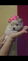 POMERANIA  TEDDY BEAR, a female Pomeranian for sale in Sebring, FL – Photo 2 of 4