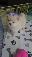 POMERANIA  TEDDY BEAR, a female Pomeranian for sale in Sebring, FL – Photo 1 of 4
