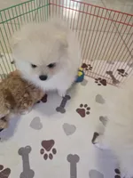 POMERANIAN  TEDDY BEAR FACE, a male Pomeranian for sale in Sebring, FL – 2 of 3