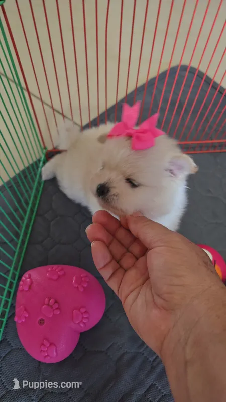 POMERANIAN  TEDDY BEAR FACE – Pomeranian puppy for sale in Sebring, FL