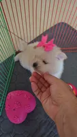 POMERANIAN  TEDDY BEAR FACE, a female Pomeranian for sale in Sebring, FL – 1 of 3