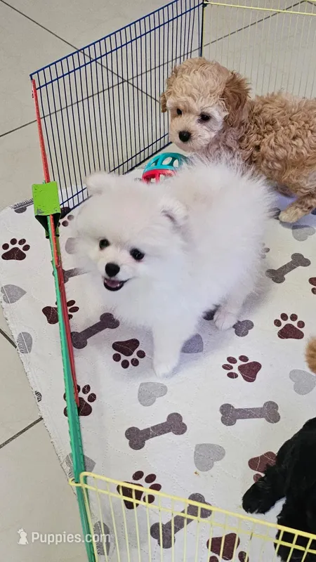 POMERANIAN  TEDDY BEAR FACE – Pomeranian puppy for sale in Sebring, FL