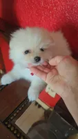 POMERANIAN  TEDDY BEAR FACE, a male Pomeranian for sale in Sebring, FL – 2 of 3