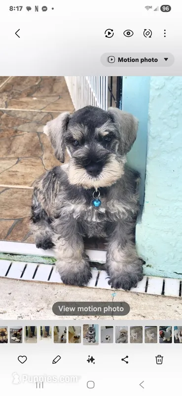 MINI SCHNAUZER
