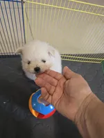POMERANIAN  TEDDY BEAR FACE, a male Pomeranian for sale in Sebring, FL – 2 of 2