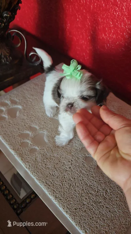 SHITZU FEMALE – Shih Tzu puppy for sale in Sebring, FL