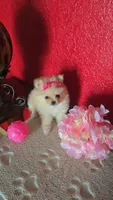 POMERANIAN  TEDDY BEAR FACE, a female Pomeranian for sale in Sebring, FL – 2 of 3