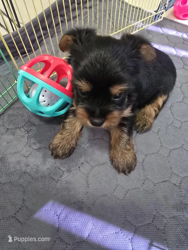 YORKIE TOY  – Yorkshire Terrier puppy for sale in Sebring, FL
