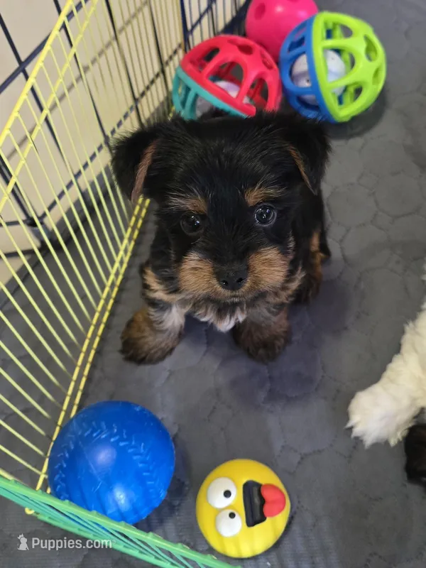 YORKIE TOY  – Yorkshire Terrier puppy for sale in Sebring, FL