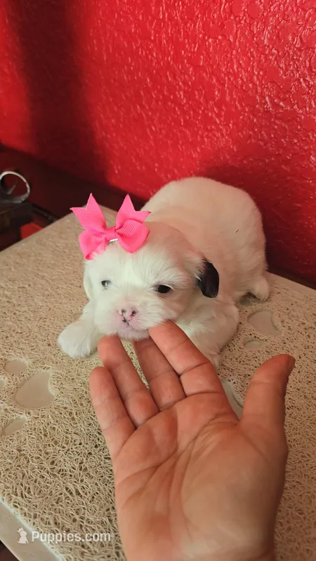 SHITZU FEMALE – Shih Tzu puppy for sale in Sebring, FL