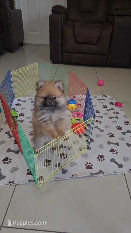 POMERANIAN TEA CUP – Pomeranian puppy for sale in Sebring, FL