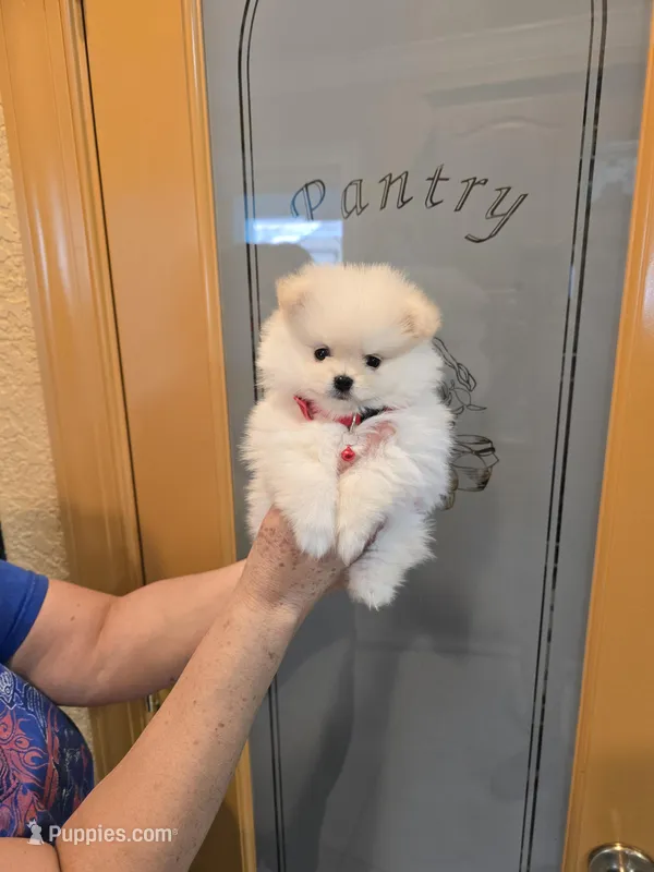 POM TEDDY BEAR FACE – Pomeranian puppy for sale in Sebring, FL