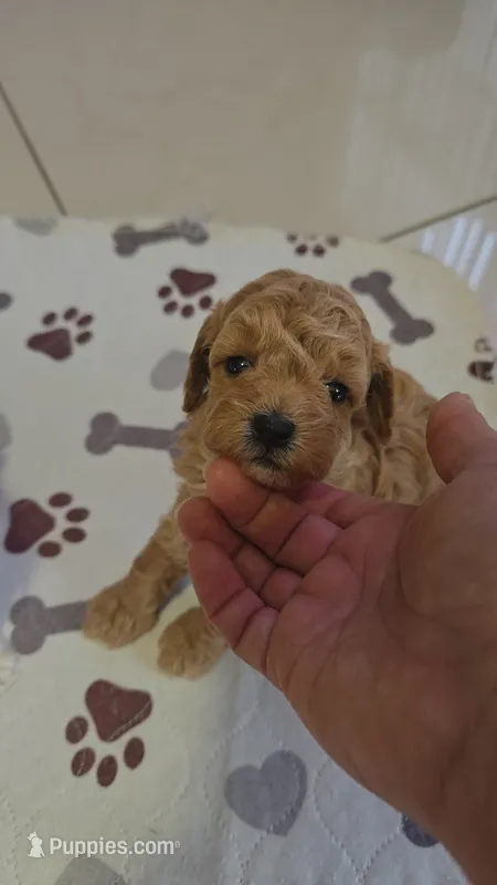 TOY POODLE  – Poodle - Toy  puppy for sale in Sebring, FL