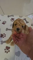 TOY POODLE , a male Poodle - Toy  for sale in Sebring, FL – 1 of 1