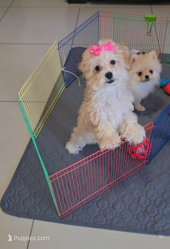 TOY POODLE FEMALE – Poodle - Toy  puppy for sale in Sebring, FL