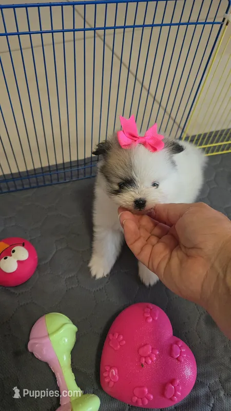 POMERANIAN  TEDDY BEAR FACE – Pomeranian puppy for sale in Sebring, FL