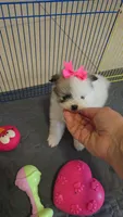POMERANIAN  TEDDY BEAR FACE, a female Pomeranian for sale in Sebring, FL – 1 of 2
