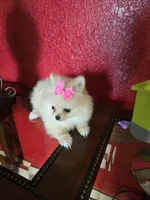 POMERANIAN  TEDDY BEAR FACE, a female Pomeranian for sale in Sebring, FL – 2 of 2