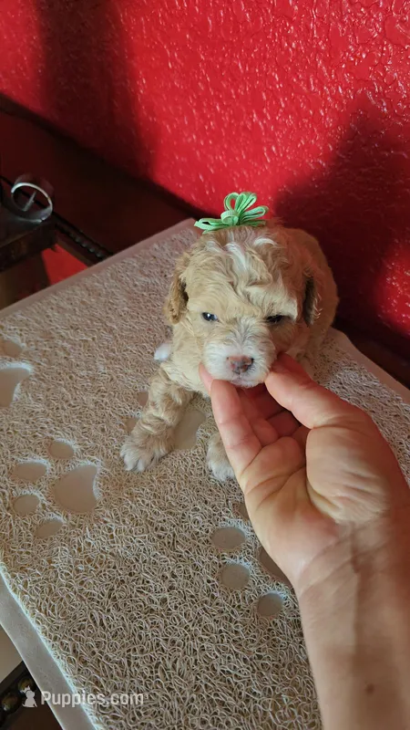 TOY POODLE FEMALE  – Poodle - Toy  puppy for sale in Sebring, FL