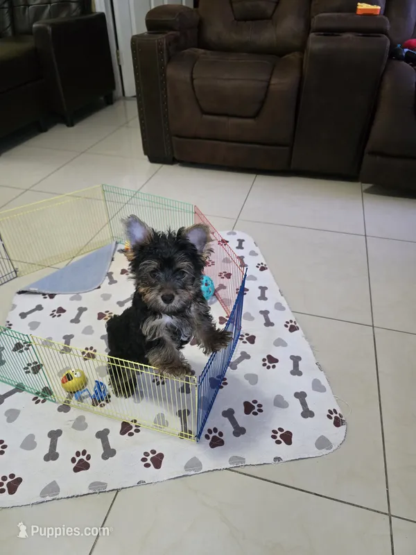 YORKIE TOY  – Yorkshire Terrier puppy for sale in Sebring, FL