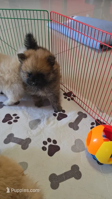 POMERANIAN BOY  – Pomeranian puppy for sale in Sebring, FL
