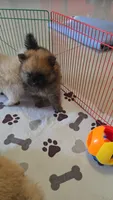 POMERANIAN BOY , a male Pomeranian for sale in Sebring, FL – 1 of 1