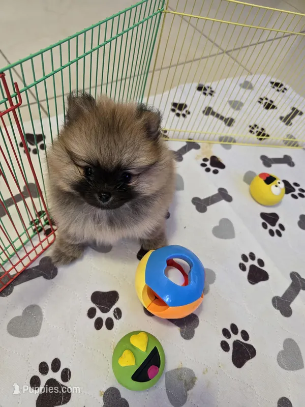 POMERANIAN  TEDDY BEAR FACE 