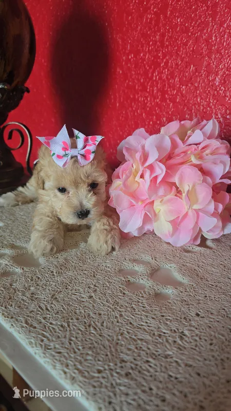 TOY POODLE FEMALE – Poodle - Toy  puppy for sale in Sebring, FL