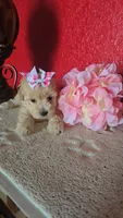 TOY POODLE FEMALE, a female Poodle - Toy  for sale in Sebring, FL – 1 of 2