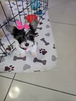 YORKIE TEA CUP , a female Yorkshire Terrier for sale in Sebring, FL – 2 of 2
