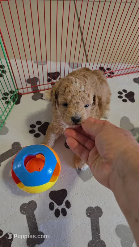 TOY POODLE MALE  – Poodle - Toy  puppy for sale in Sebring, FL