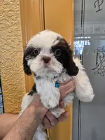 SHIH TZU, a male Shih Tzu for sale in Sebring, FL – Photo 2 of 3