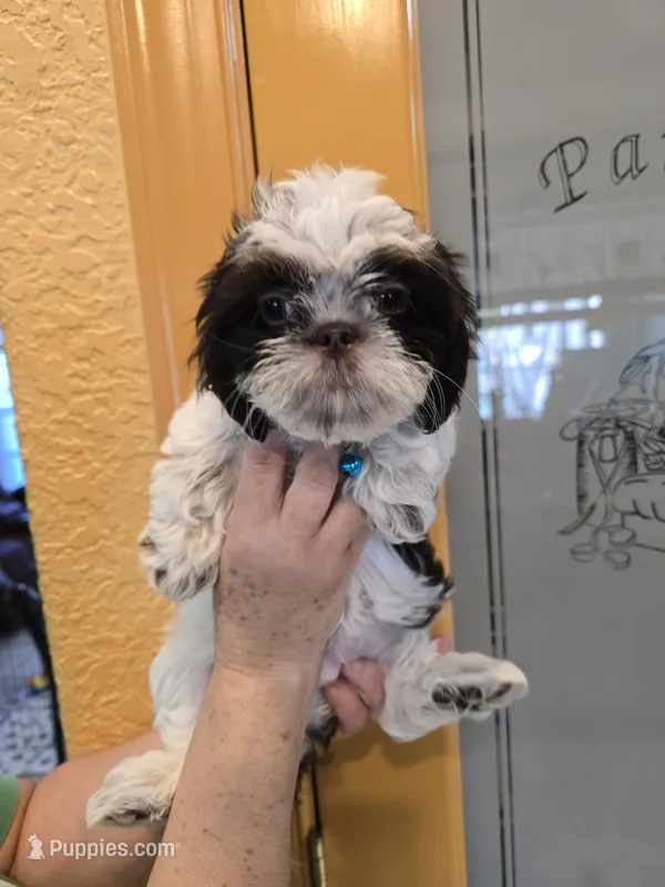 SHIH TZU