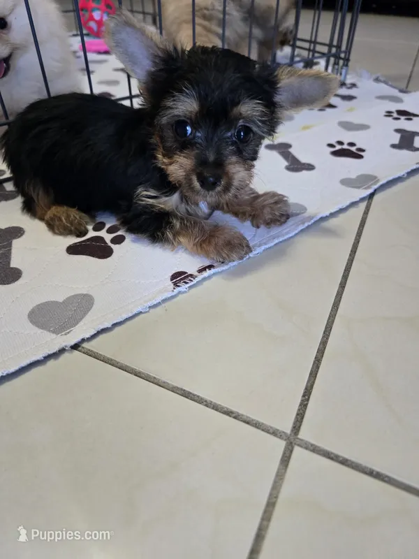 YORKIE TOY  – Yorkshire Terrier puppy for sale in Sebring, FL