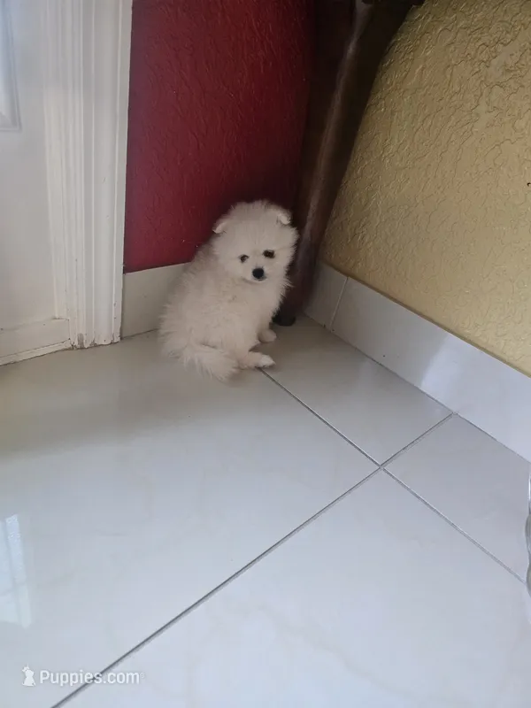 POMERANIAN  TEDDY BEAR FACE – Pomeranian puppy for sale in Sebring, FL