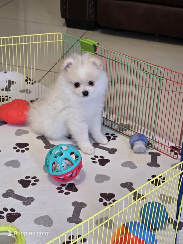 POMERANIAN  TEDDY BEAR FACE – Pomeranian puppy for sale in Sebring, FL