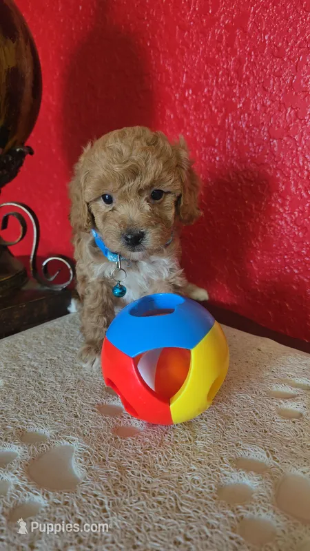 TOY POODLE  – Poodle - Toy  puppy for sale in Sebring, FL
