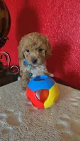 TOY POODLE , a male Poodle - Toy  for sale in Sebring, FL – 1 of 1